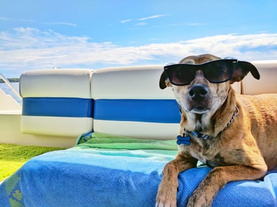 Cooling Mat | Non-Toxic Self-Cooling Gel | Dog Cooling Mat, Pet Cooling Mat, Cat Cooling Mat Available in Multiple Sizes 3